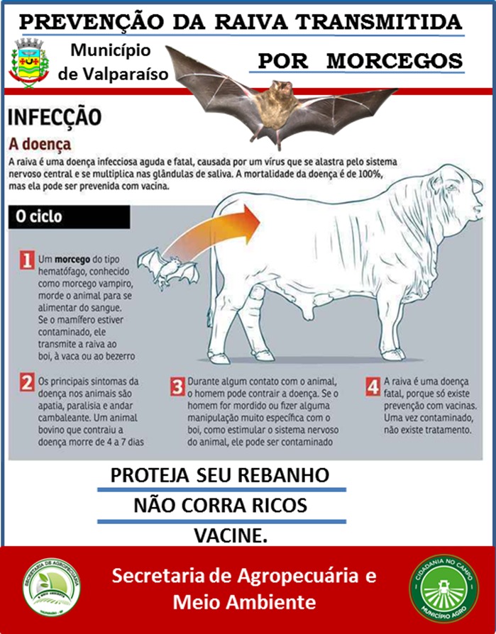 Técnicos capturam morcegos em ação preventiva contra a raiva